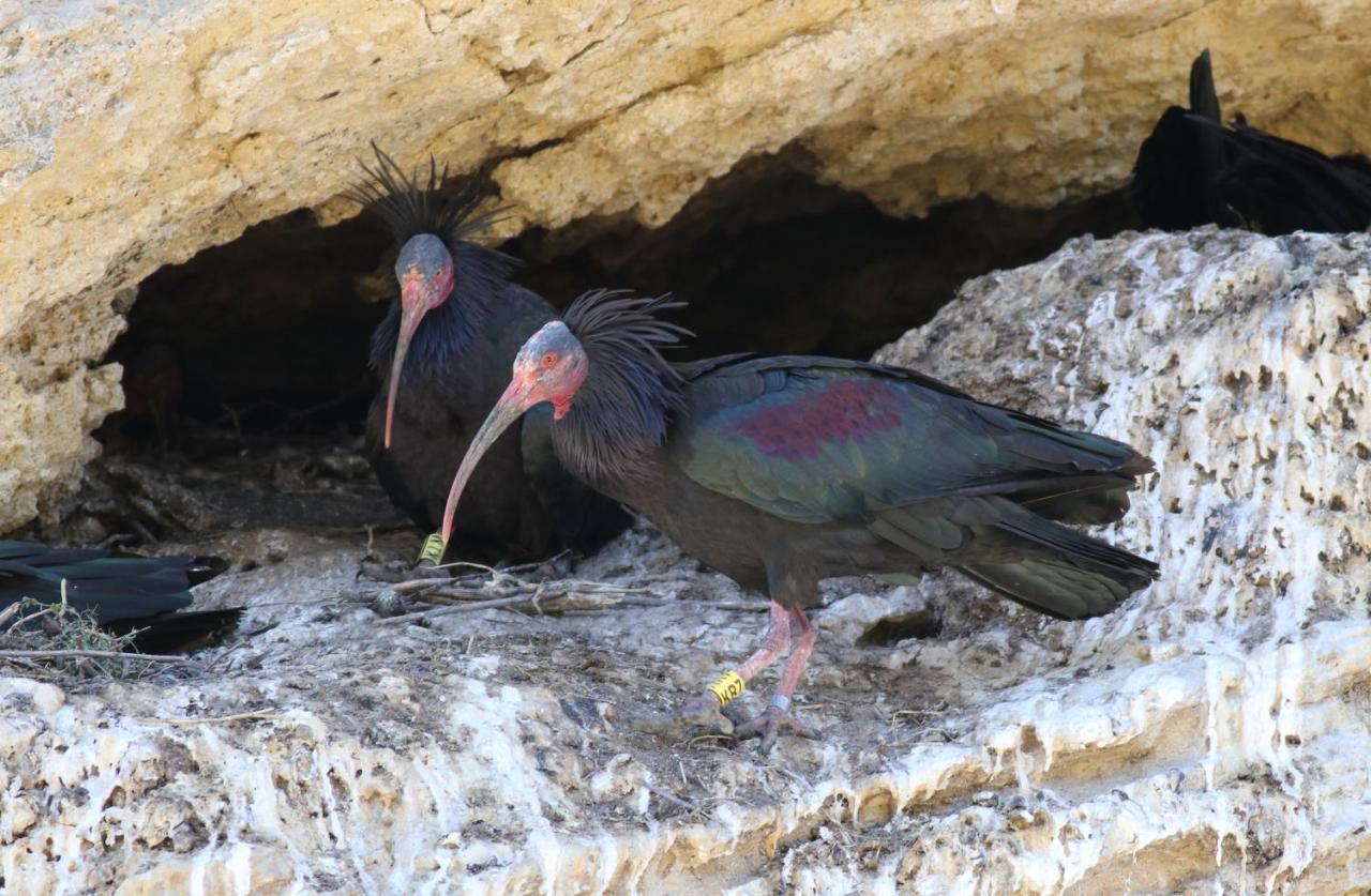 La Cantarera Tarifa